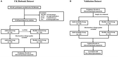 Neuroplasticity of pain processing and motor control in CAI patients: A UK Biobank study with clinical validation